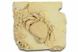 Fossil Crab (Potamon) Preserved in Travertine - Turkey #379420-3